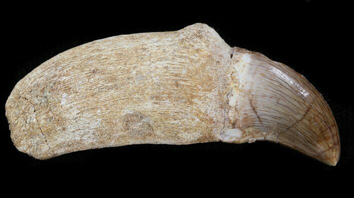Rooted Mosasaur (Halisaurus) Tooth #43180
